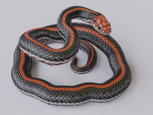 Black orange snake - animated 3D Model