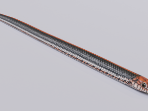 Black orange snake - animated 3D Model