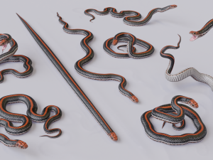 Black orange snake - animated 3D Model