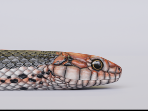 Black orange snake - animated 3D Model
