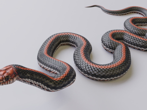 Black orange snake - animated 3D Model