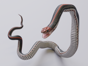 Black orange snake - animated 3D Model