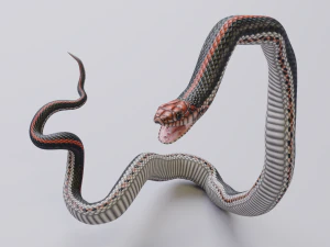 Black orange snake - animated 3D Model