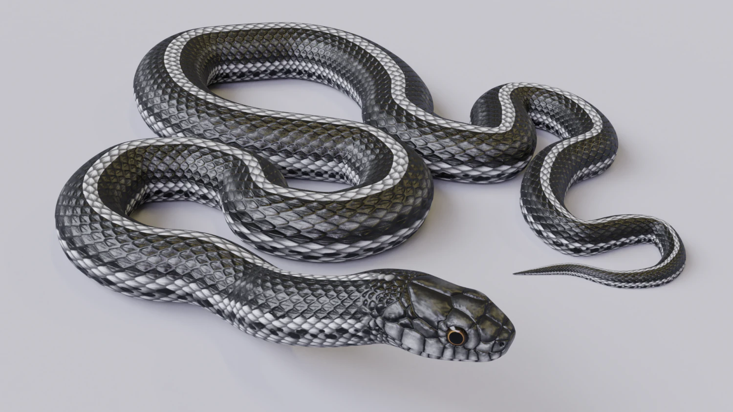 Black white snake - animated 3D Model .c4d .max .obj .3ds .fbx .stl .blend 