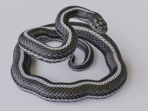 black white snake - animated 3D 모델
