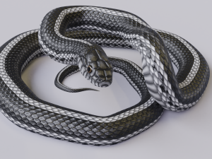 black white snake - animated 3D 모델