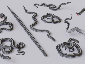 black white snake - animated 3D 모델