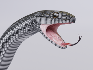 black white snake - animated 3D 모델