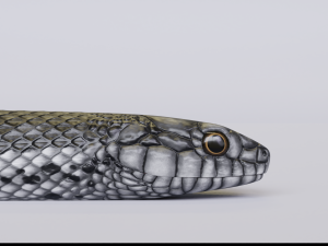 black white snake - animated 3D 모델