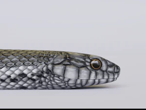 Black white snake - animated 3D Model