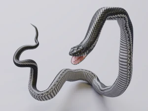 Black white snake - animated 3D Model