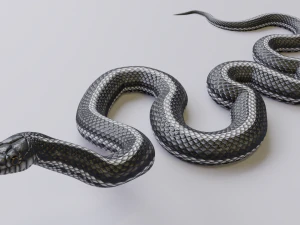 Black white snake - animated 3D Model