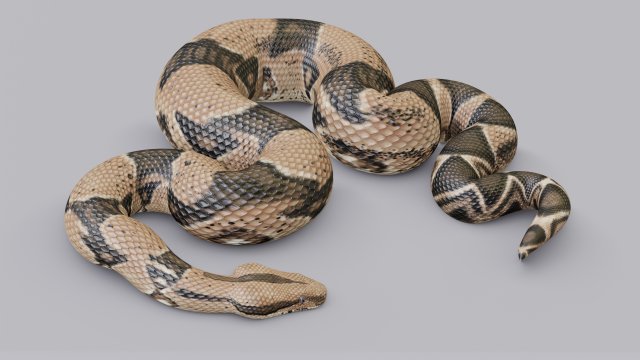 boa constrictor - animated Modèle 3D .c4d .max .obj .3ds .fbx .stl .blend 