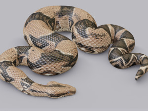 boa constrictor - animated 3D Model