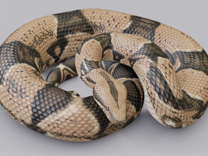 boa constrictor - animated Modèle 3D