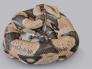 boa constrictor - animated Modèle 3D