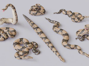 Boa constrictor - animated 3D Model