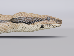boa constrictor - animated Modèle 3D