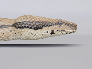 Boa constrictor - animated 3D Model