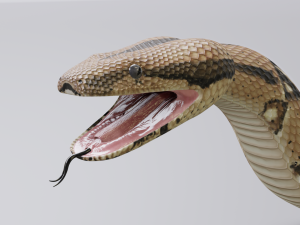 boa constrictor - animated Modèle 3D