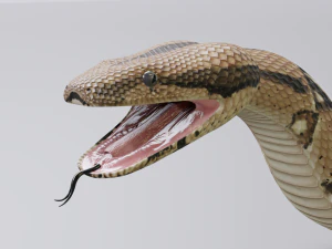 Boa constrictor - animated 3D Model