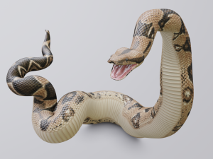 boa constrictor - animated Modèle 3D