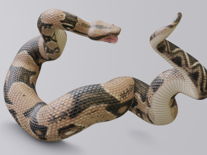 boa constrictor - animated Modèle 3D