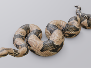 boa constrictor - animated Modèle 3D