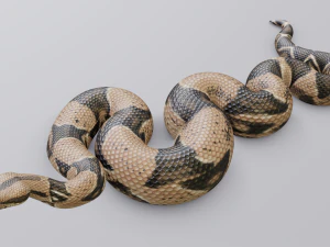 Boa constrictor - animated 3D Model