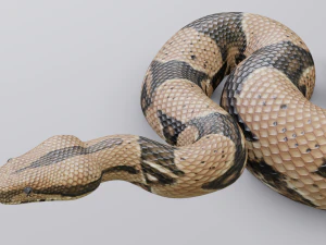 Boa constrictor - animated 3D Model