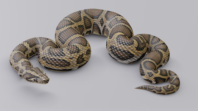 burmese python - animated 3D Model .c4d .max .obj .3ds .fbx .stl .blend 