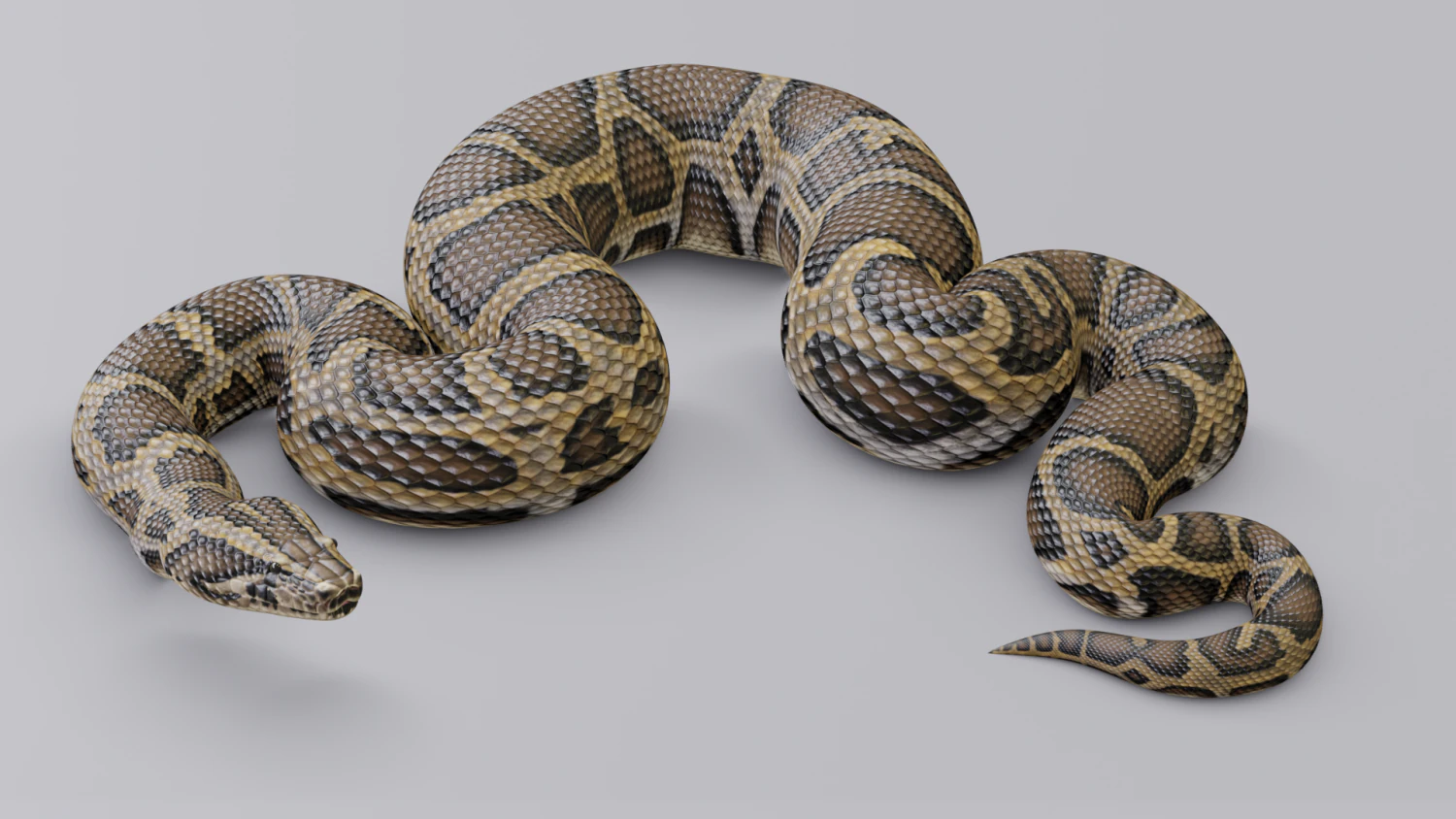 Burmese python - animated 3D Model .c4d .max .obj .3ds .fbx .stl .blend 