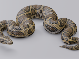 burmese python - animated 3D Model