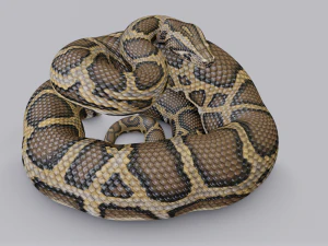 Burmese python - animated 3D Model