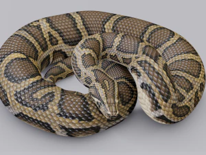Burmese python - animated 3D Model