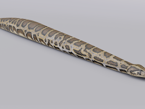 burmese python - animated 3D Model