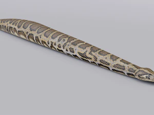 Burmese python - animated 3D Model
