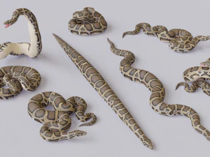 Burmese python - animated 3D Model