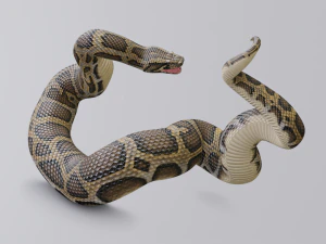 Burmese python - animated 3D Model