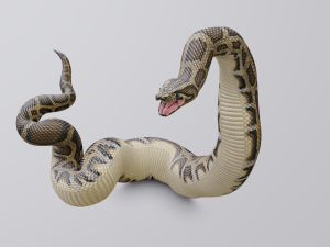 burmese python - animated 3D Model
