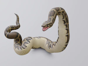 Burmese python - animated 3D Model
