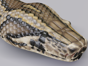burmese python - animated 3D Model