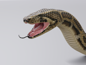 burmese python - animated 3D Model