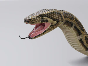 Burmese python - animated 3D Model