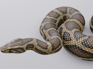 burmese python - animated 3D Model