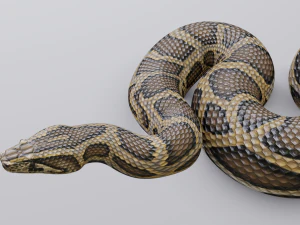Burmese python - animated 3D Model