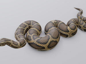 burmese python - animated 3D Model