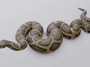 Burmese python - animated 3D Model
