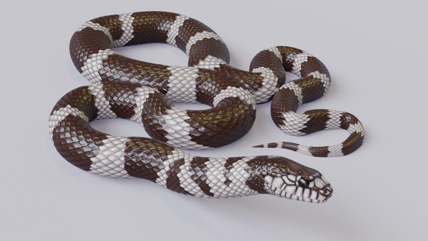 California kingsnake - animated 3D Model .c4d .max .obj .3ds .fbx .stl .blend 