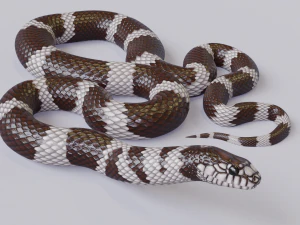 カリフォルニア キングスネーク - アニメーション 3Dモデル